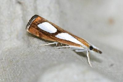 Catoptria pinella