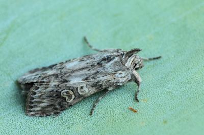 Cucullia artemisiae