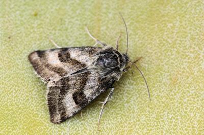 Heliothis ononis