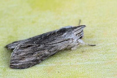 Cucullia lucifuga