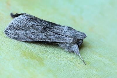 Cucullia lactucae