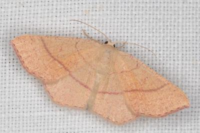 Cyclophora suppunctaria