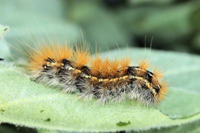 Ocnogyna parasita