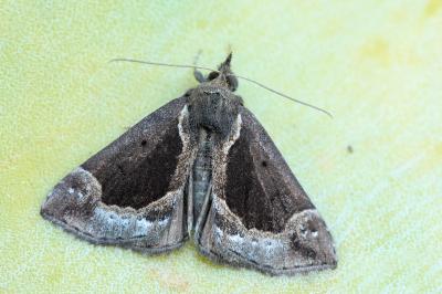 Hypena crassalis