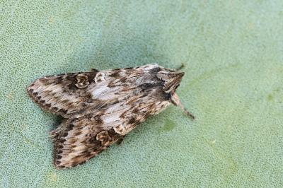 Cucullia artemisiae