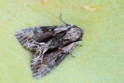 Hyppa rectilinea