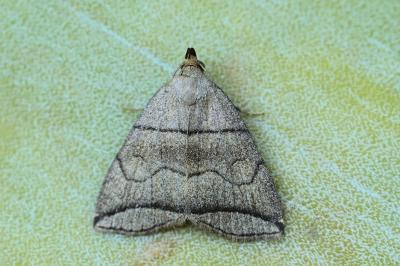 Herminia grisealis