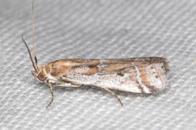 Pempeliella sororiella