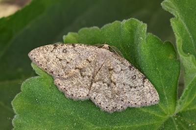 Yezognophos serotinaria dognini