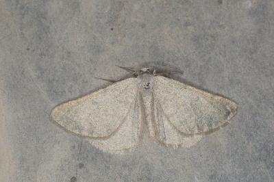 Sciadia unicoloraria
