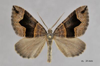 Scotopteryx angularia