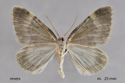 Colostygia aqueata