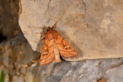 Mythimna conigera