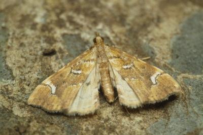 Musotima nitidalis