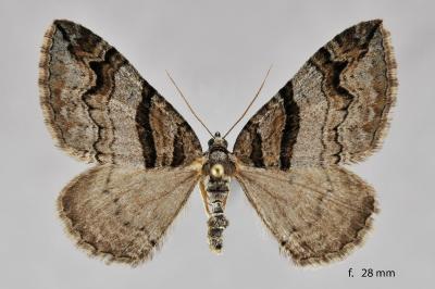 Pareulype berberata berberata