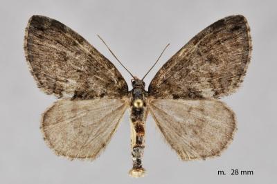 Hydriomena ruberata