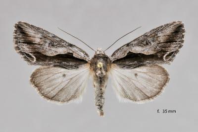 Calliergis ramosa