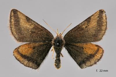 Lythria plumularia
