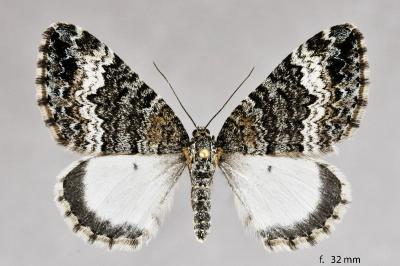 Colostygia turbata