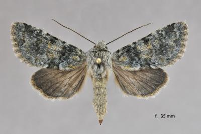 Hadena caesia