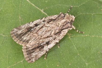 Dichagyris signifera