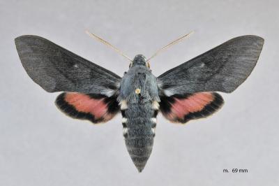 Hyles vespertilio