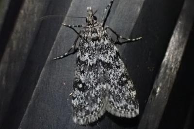 Eudonia phaeoleuca