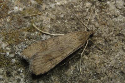 Nomophila noctuella