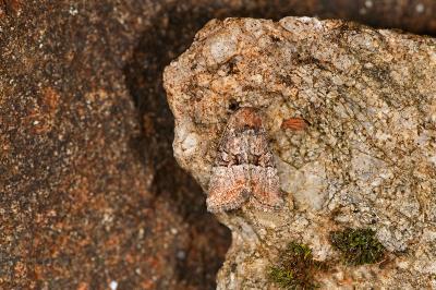 Litoligia literosa