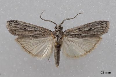 Amphithrix sublineatella