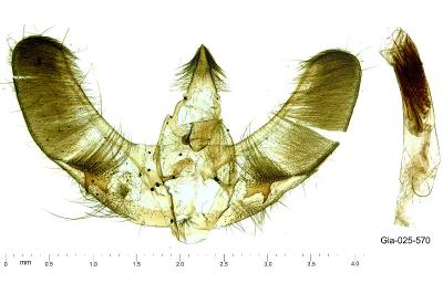 Circobotys butleri