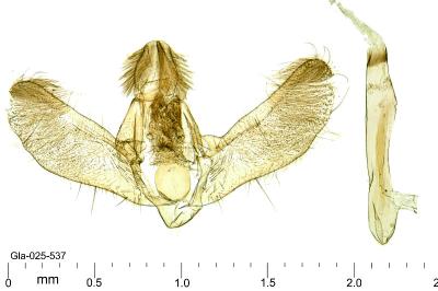 Eudonia pallida