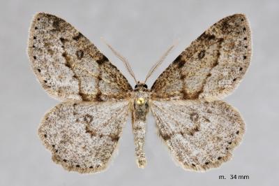 Yezognophos vittaria
