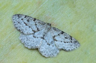 Yezognophos vittaria