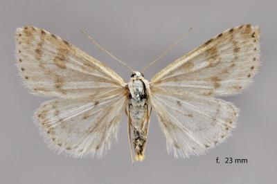 Udea decrepitalis