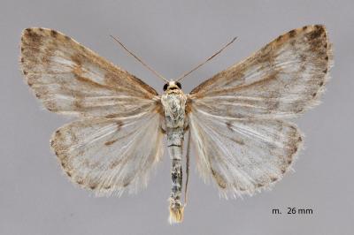 Udea decrepitalis