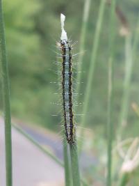 Uresiphita gilvata