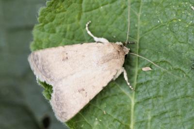 Caradrina ingrata