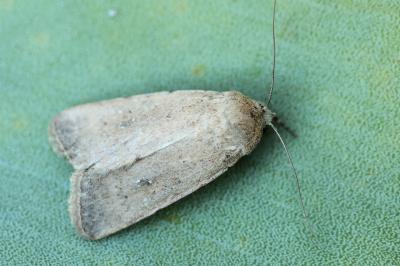 Caradrina ingrata