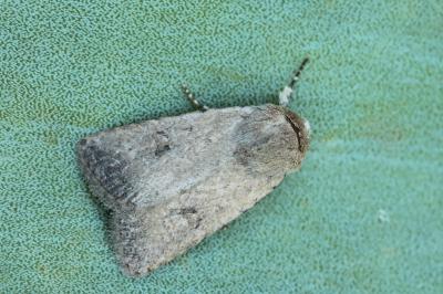 Caradrina ingrata