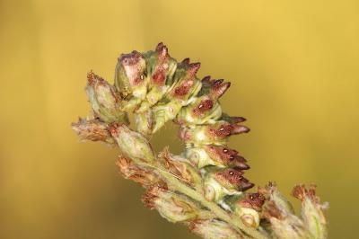 Cucullia artemisiae