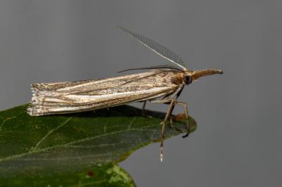 Ancylolomia palpella