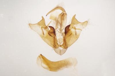 Epipsilia latens