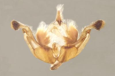 Lacanobia aliena