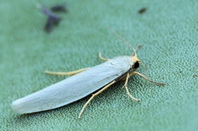 Indalia uniola