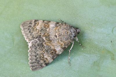 Catocala elocata