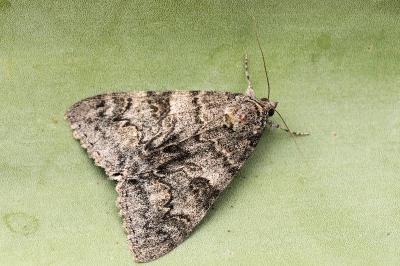 Catocala puerpera