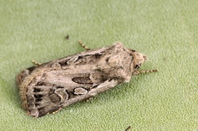 Euxoa distinguenda