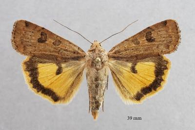 Noctua interposita