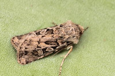 Euxoa distinguenda